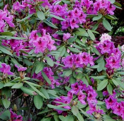 Wojnar's Purple Rhodo