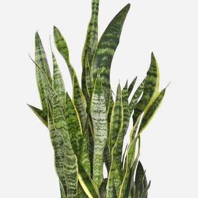 Snake Plant Laurentii