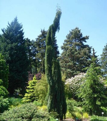 Weeping Giant Sequoia