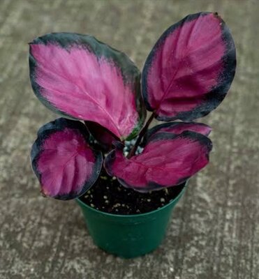 Calathea Roseo Dottie