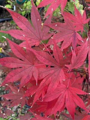 Emperor One Japanese Maple