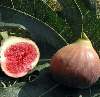 Negronne Edible Fig