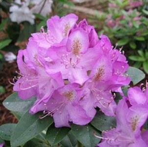 Minnetonka Rhodo