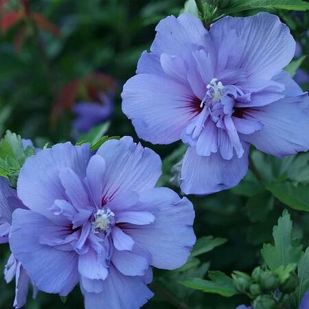 Blue Chiffon Hibiscus