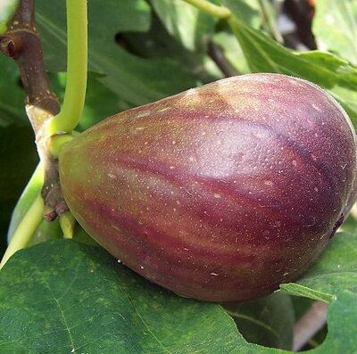 Neverella Edible Fig