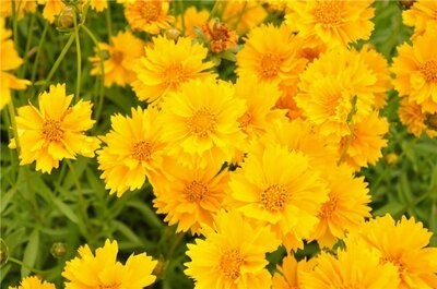 Double The Sun Tickseed (Coreopsis)