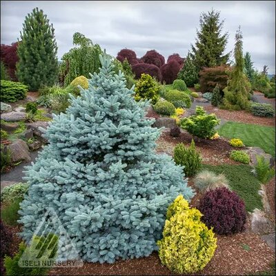 Montgomery Blue Spruce