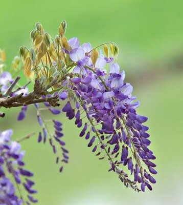 Okayama Silky Wisteria