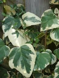 Variegated Persian Ivy