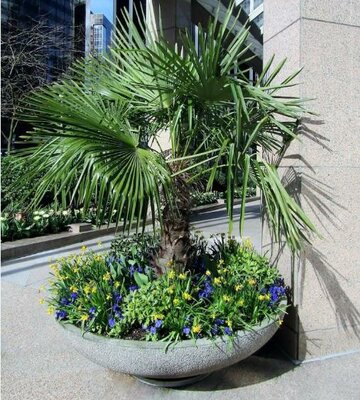 Mexican Fan Palm