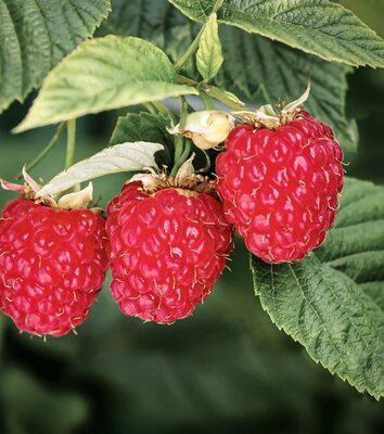 Summer Bearing Boyne Raspberry - image 2