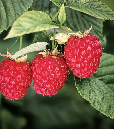 Summer Bearing Boyne Raspberry - image 1