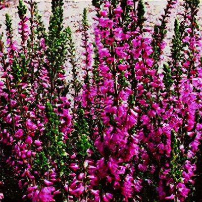 Athene Summer Heather - image 2