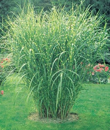 Zebra Grass (Miscanthus)