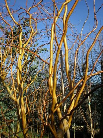 Golden Curls Willow