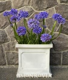 Midknight Blue Agapanthus