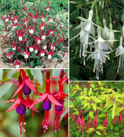 Hardy Fuchsia Tree