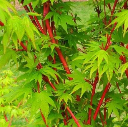 Coral Bark Japanese Maple