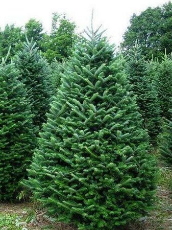 Balsam Fir Tree