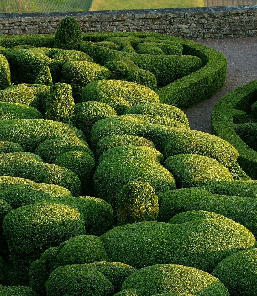 English Boxwood - Triple Tree Nurseryland