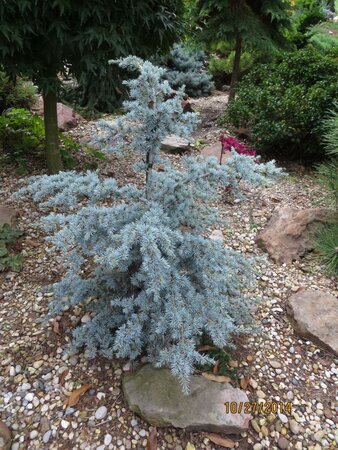 Sapphire Nymph Dwarf Atlantic Cedar