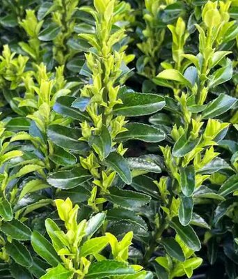 Green Spire Euonymus