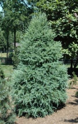 Blue Sparkler Larch