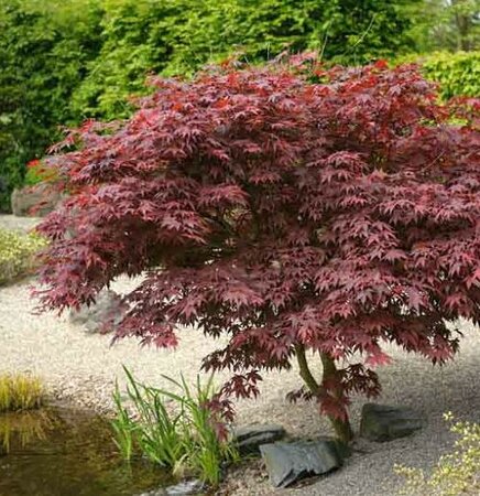 Bloodgood Japanese Maple