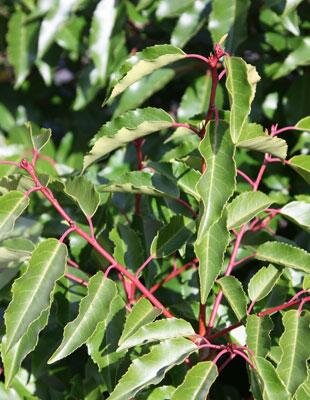 Portugese Laurel