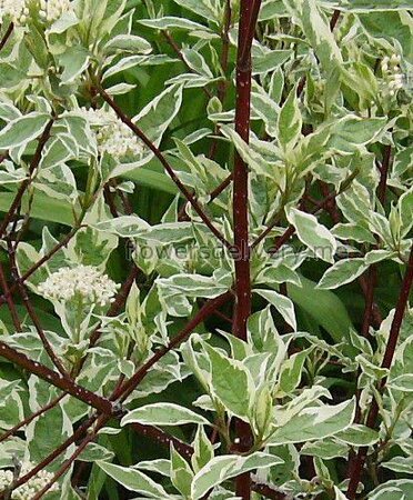 Variegated Red Twig Dogwood