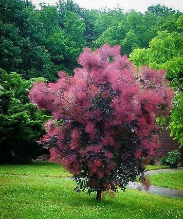 Royal Purple Smoke Bush