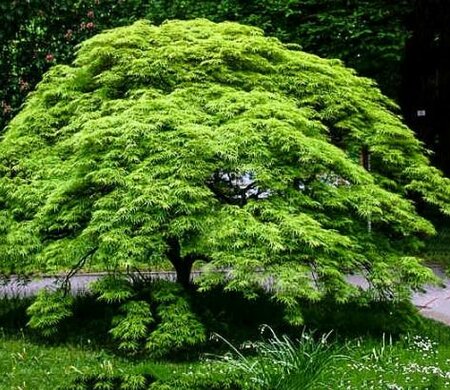 Viridis Green Weeping Japanese Maple