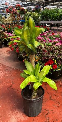 Dracaena Corn Plant 2-1