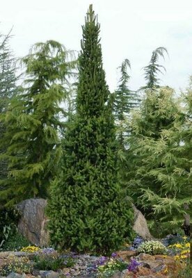 Cupressina Spruce 5-6' - image 2