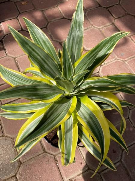 Dracaena Lemon Lime - image 2