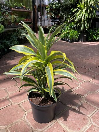 Dracaena Lemon Lime - image 1