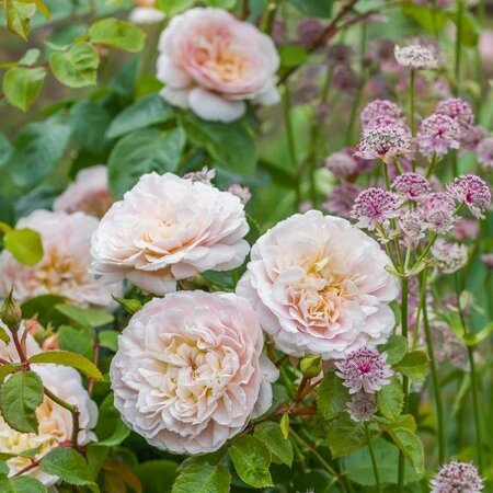 Emily Bronte David Austin Rose