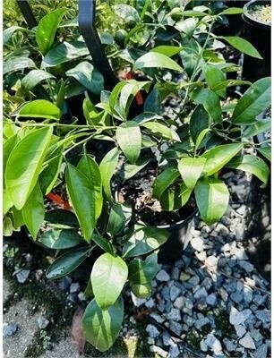 Washington Navel Orange