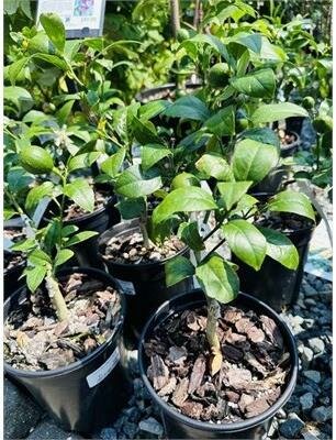 Improved Meyer Lemon