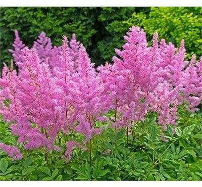 Rhineland Astilbe