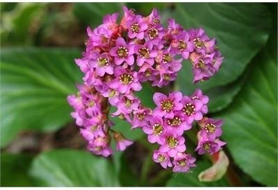 Pink Cloud Big Leaf Bergenia