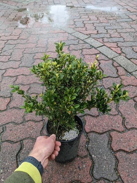 English Boxwood - image 1