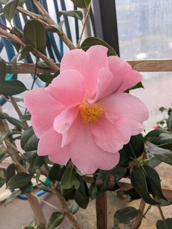 Pink Icicle Espaliered Camellia - Triple Tree Nurseryland