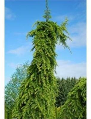 Miles High Himalayan Cedar