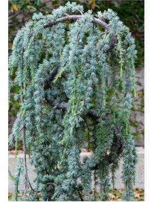 Serpentine Atlantic Cedar