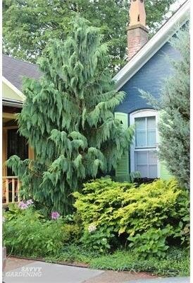Blue Nootka Cypress (Alaskan Cedar)
