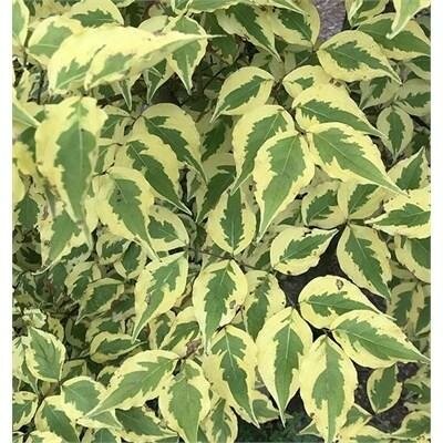 Morning Sunshine Dogwood 4-5'