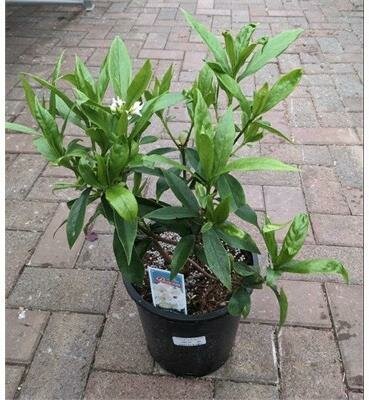 White Perfume Princess Daphne Odora