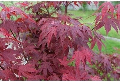 Emperor One Japanese Maple