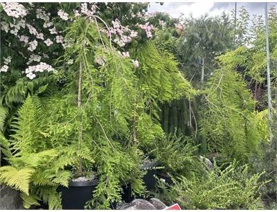 Falling Waters Bald Cypress